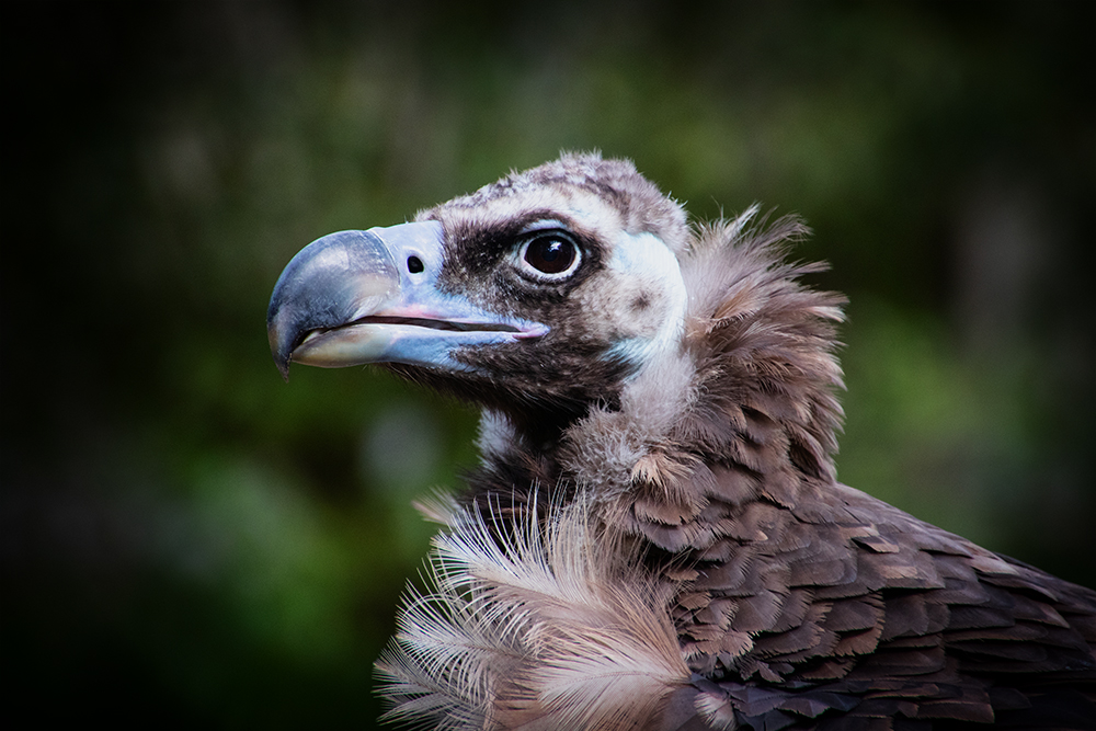 Monniksgier Cinereous vulture