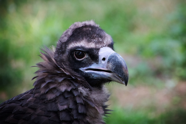 Monniksgier
Cinereous vulture