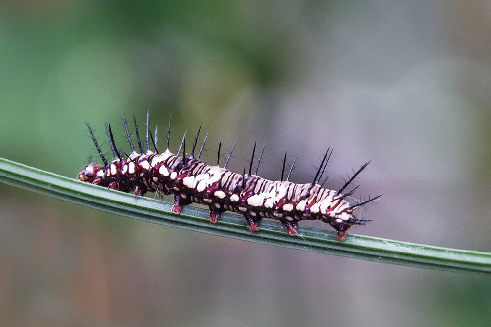 Rups - caterpillar Heliconius