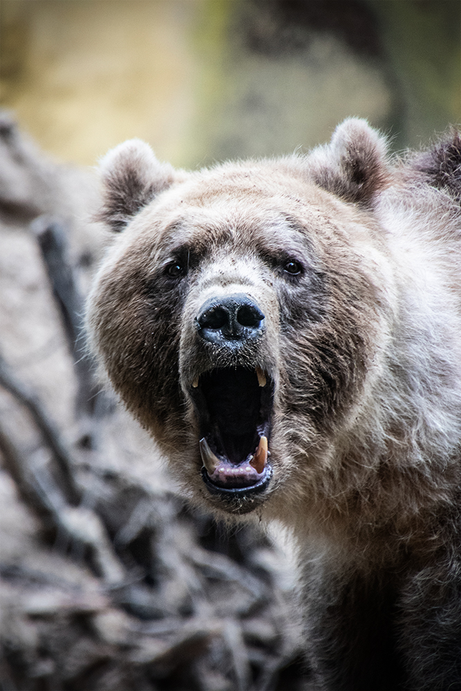 Brown bear