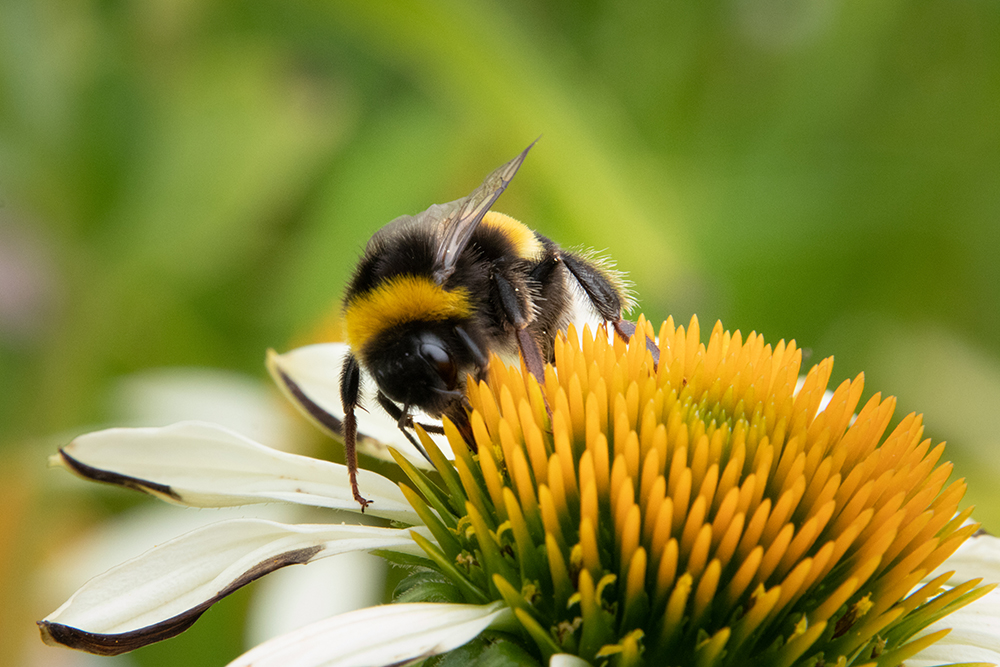 Buff-tailed bumblebee