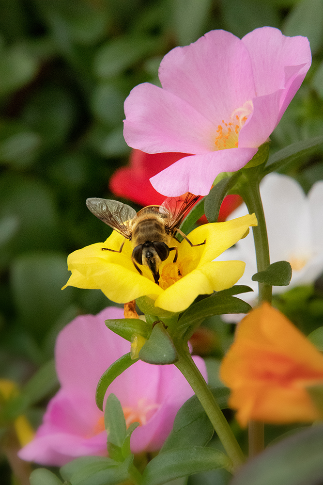 Zweefvlieg Hoverfly