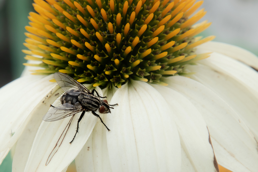 Common flesh fly