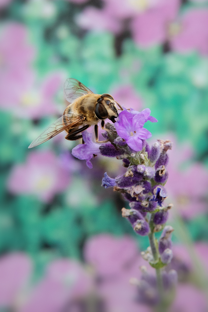 Hoverfly