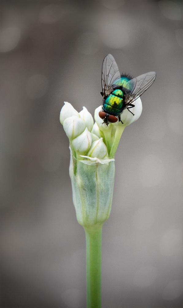 Common green bottle fly