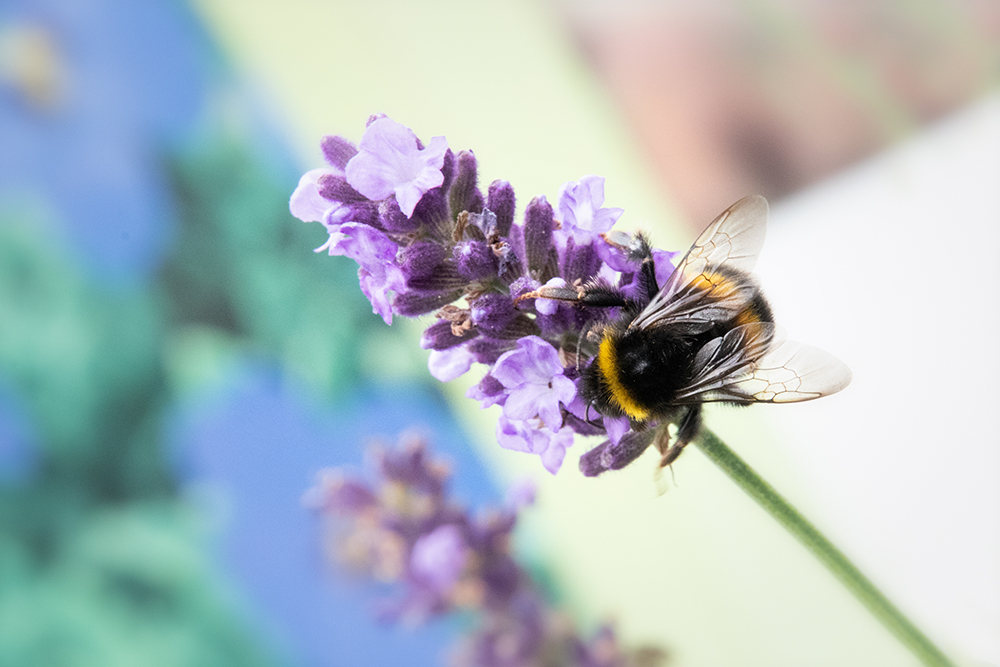 Buff-tailed bumblebee