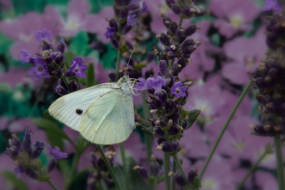 Cabbage white