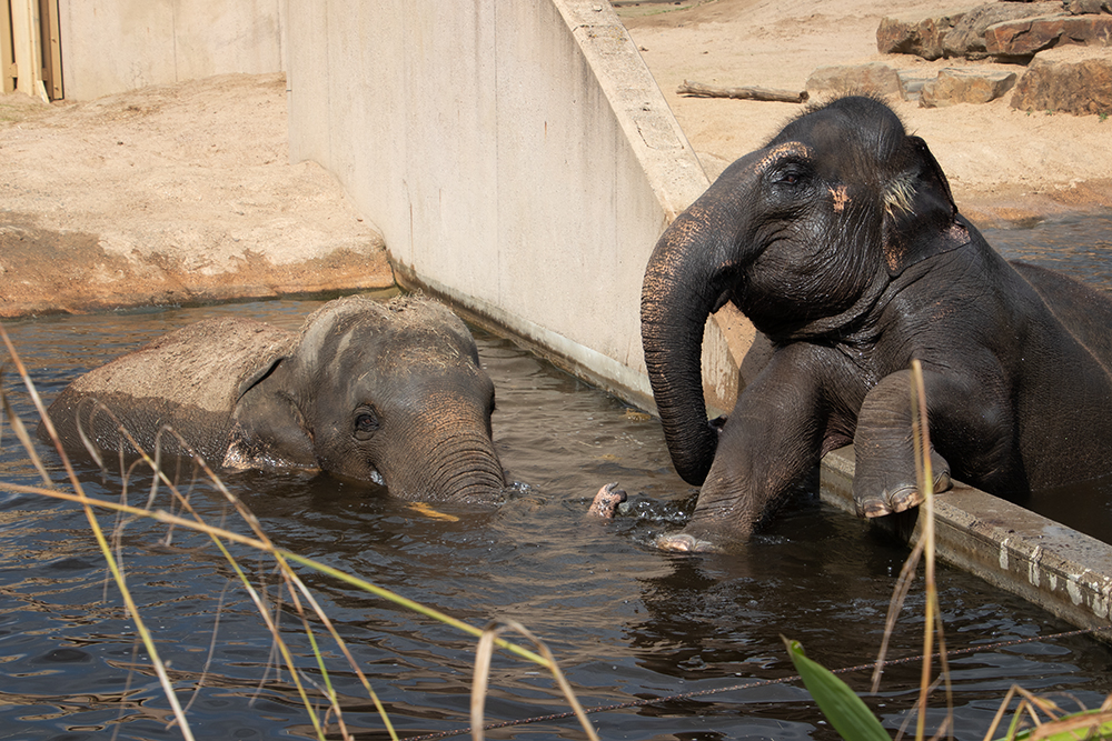 Asian elephant