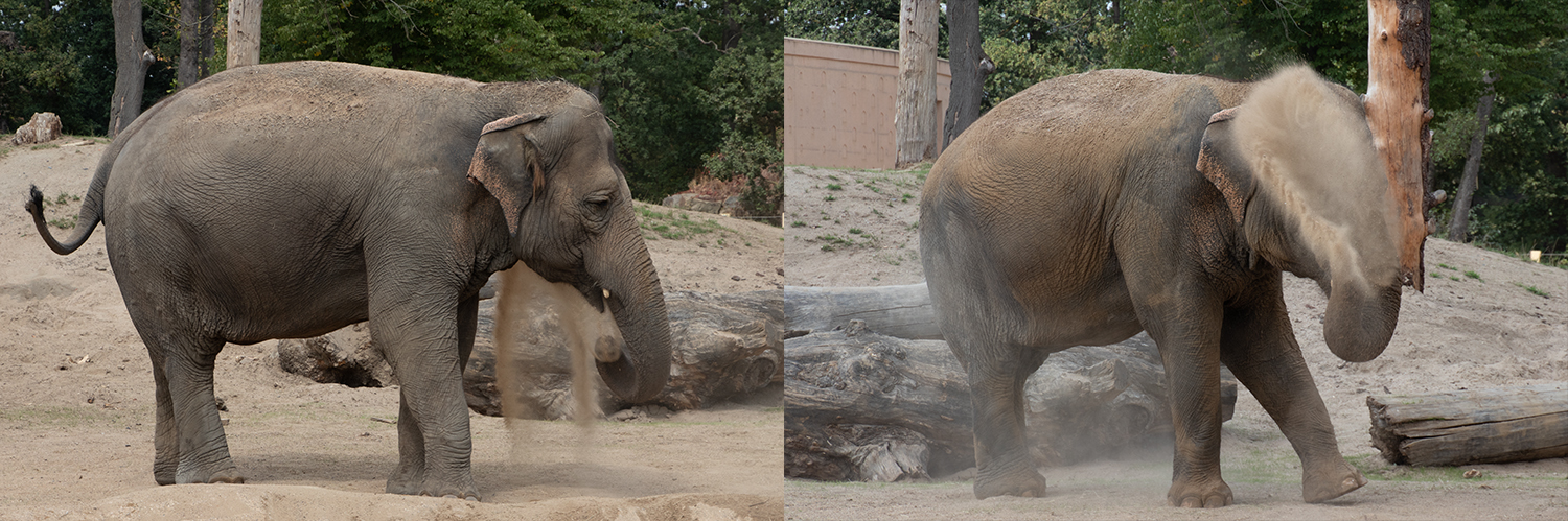 Asian elephant