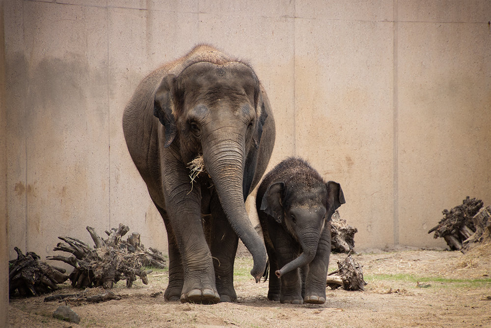 Asian elephant