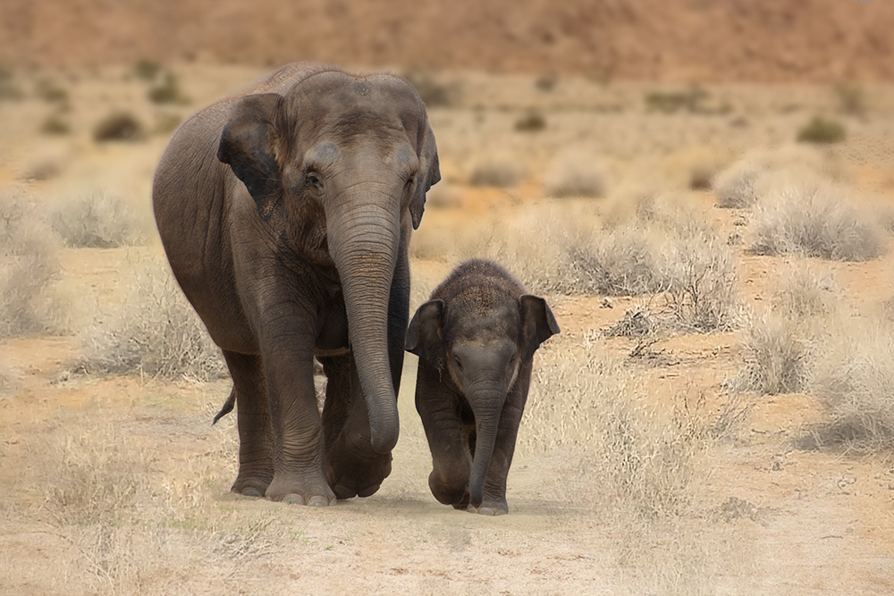 Aziatische olifantAsian elephant