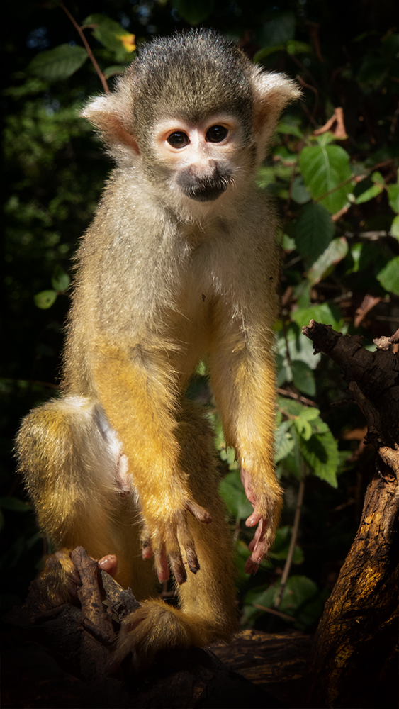 Young black-capped squirrel monkey