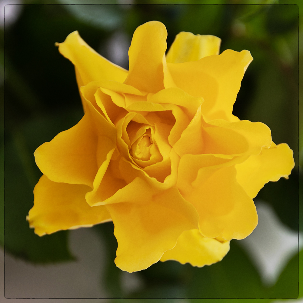 Yellow rose