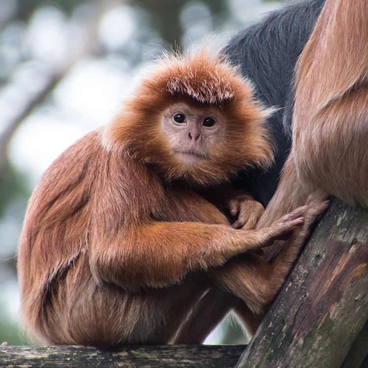 Young Javan lutung