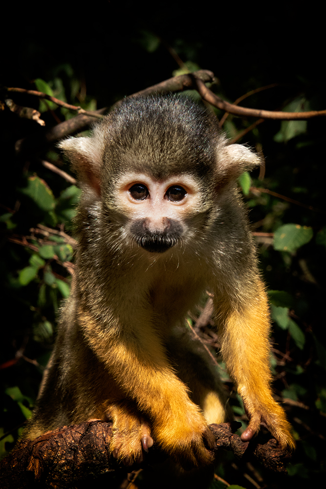 Boliviaanse doodshoofdaapje - Black-capped squirrel monkey