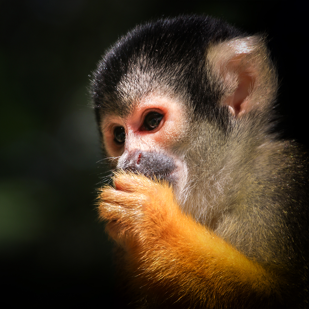 Black-capped squirrel monkey