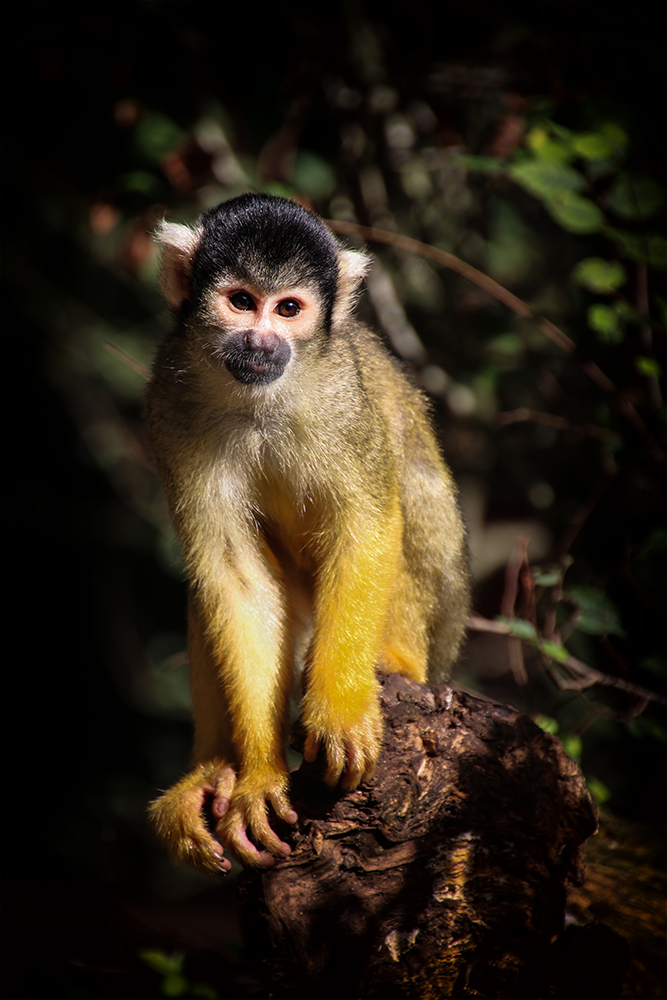 Boliviaanse doodshoofdaapje - Black-capped squirrel monkey