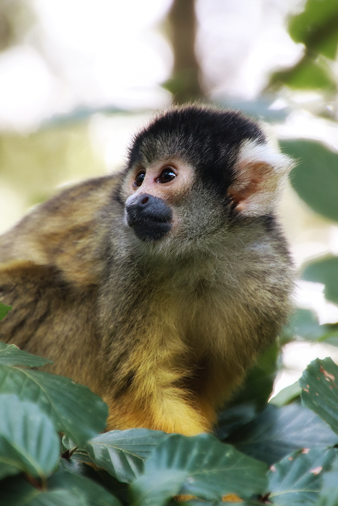 Boliviaanse doodshoofdaapje - Black-capped squirrel monkey