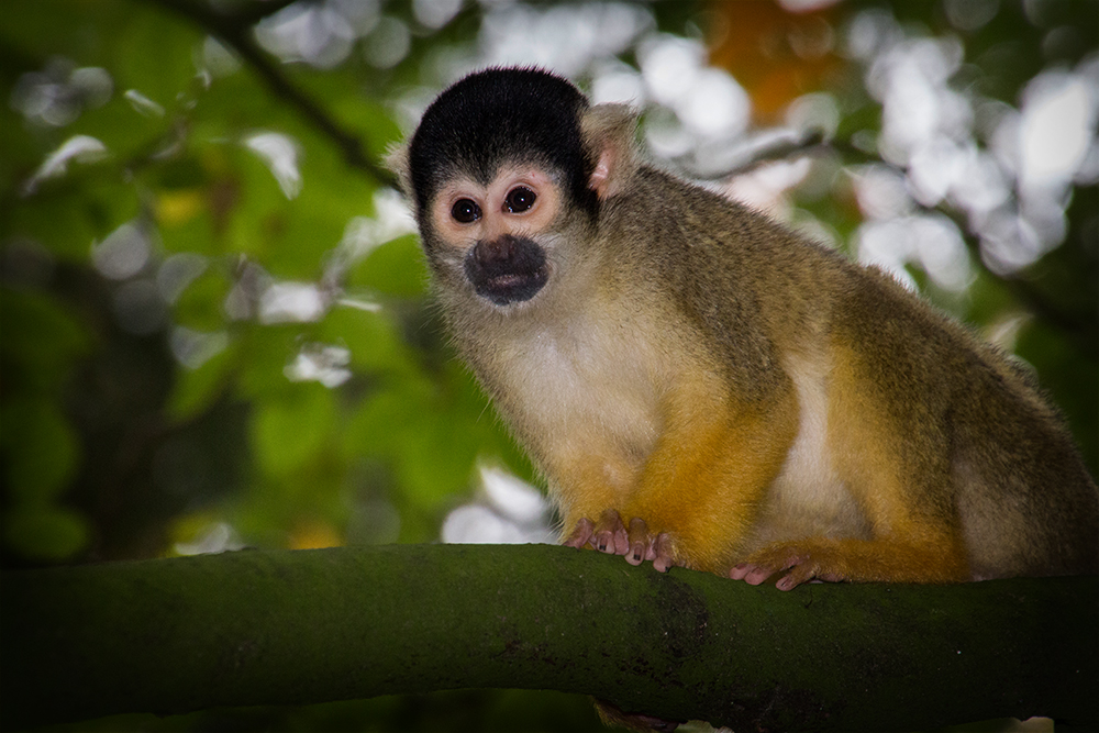 Boliviaanse doodshoofdaapje - Black-capped squirrel monkey