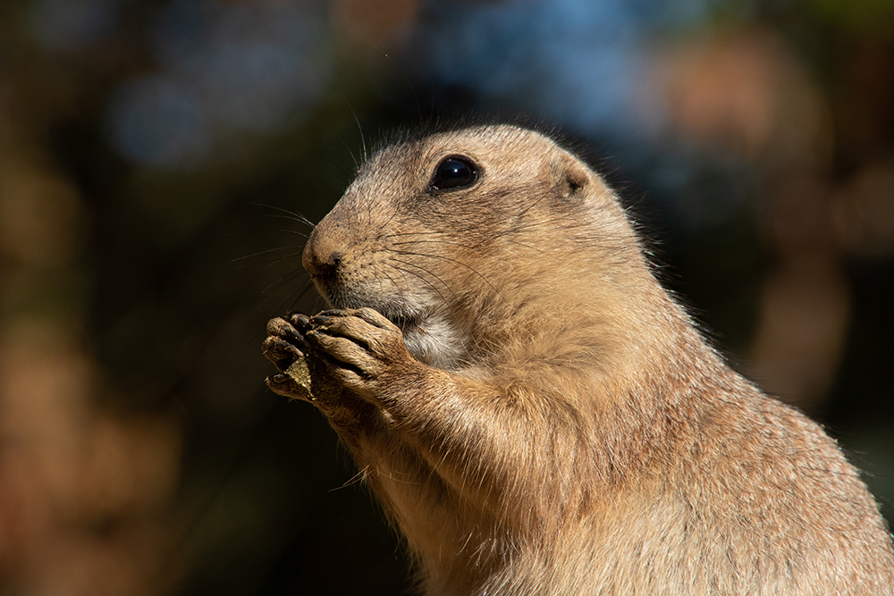 Prairie dog