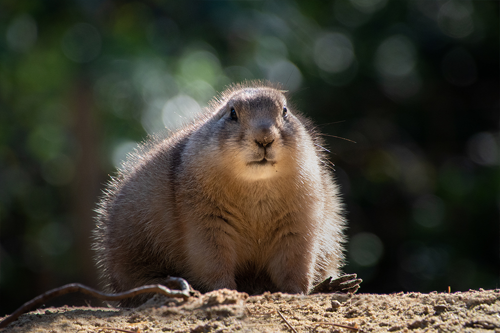 Oog in oog met een prairie dog