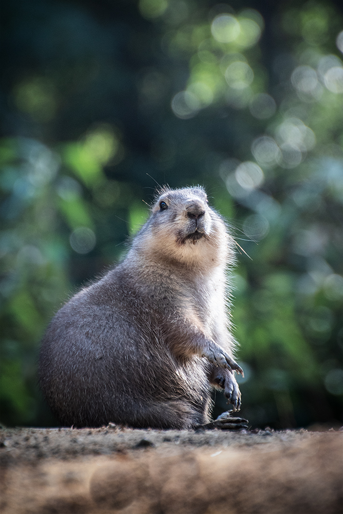 Prairie dog