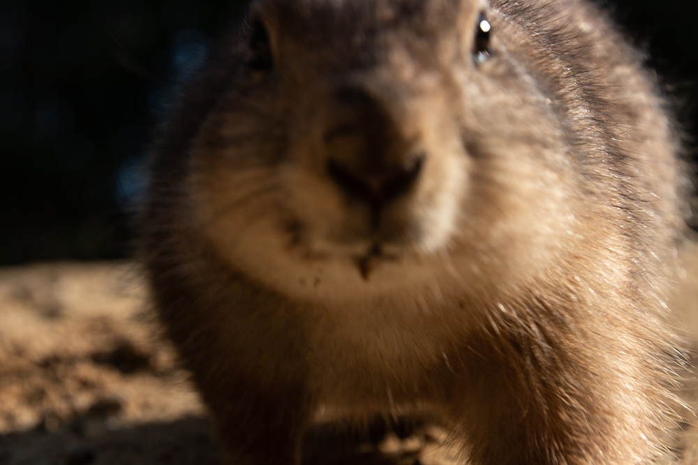 Prairie dog