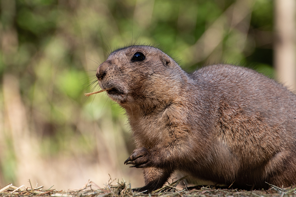 Prairie dog