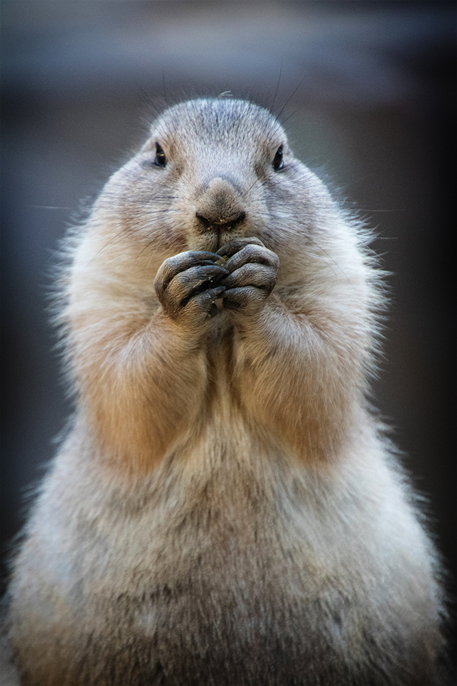 Prairie dog