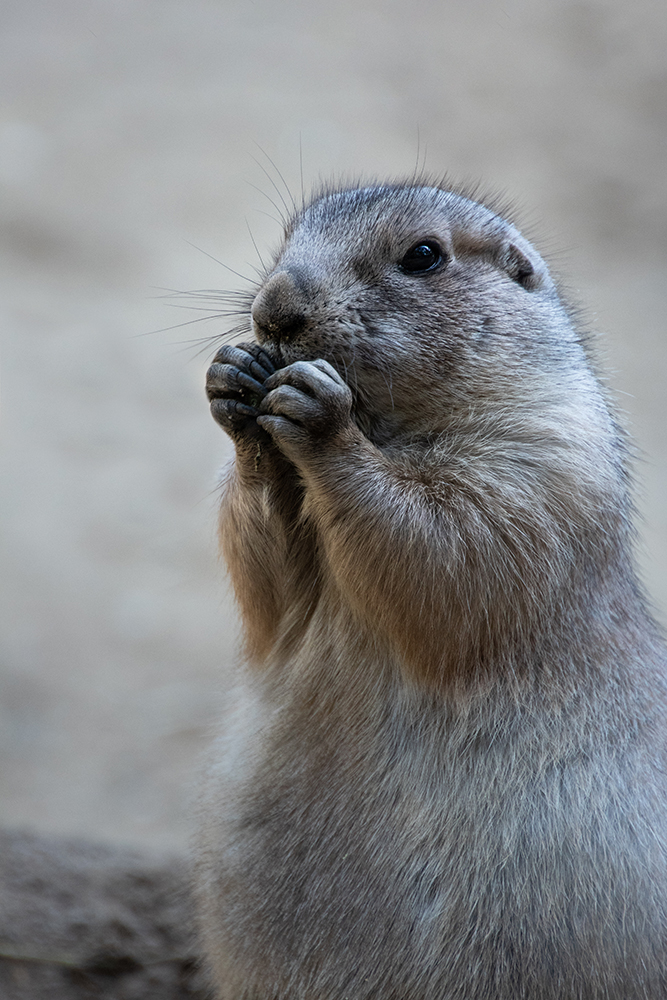 Prairie dog