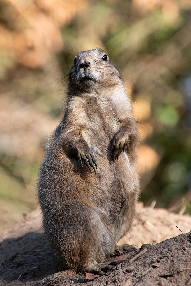 Prairie dog