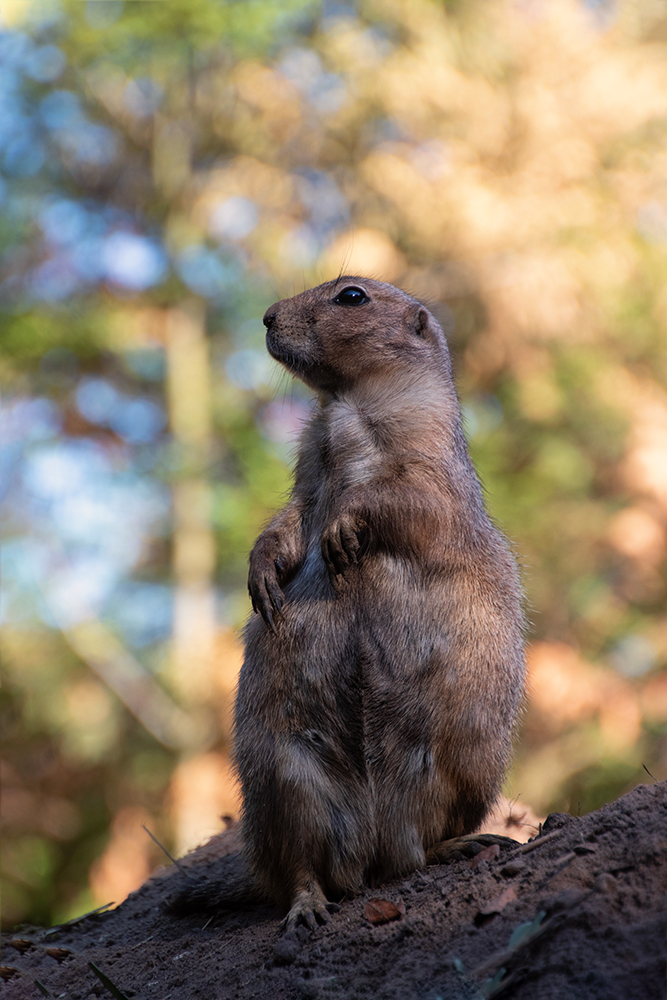 Prairie dog