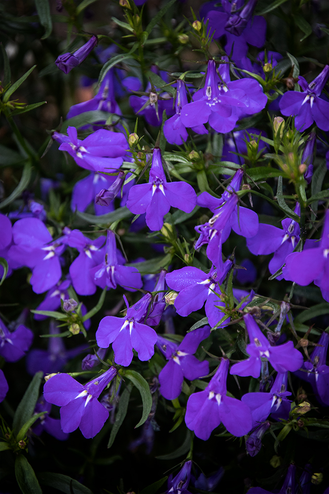 Lobelia