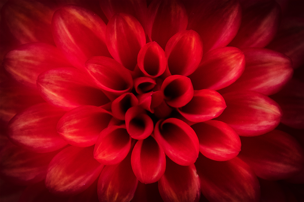 Dahlia