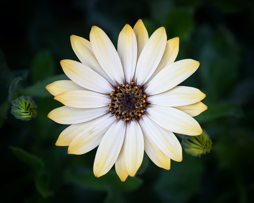 Spaanse margriet - African daisy