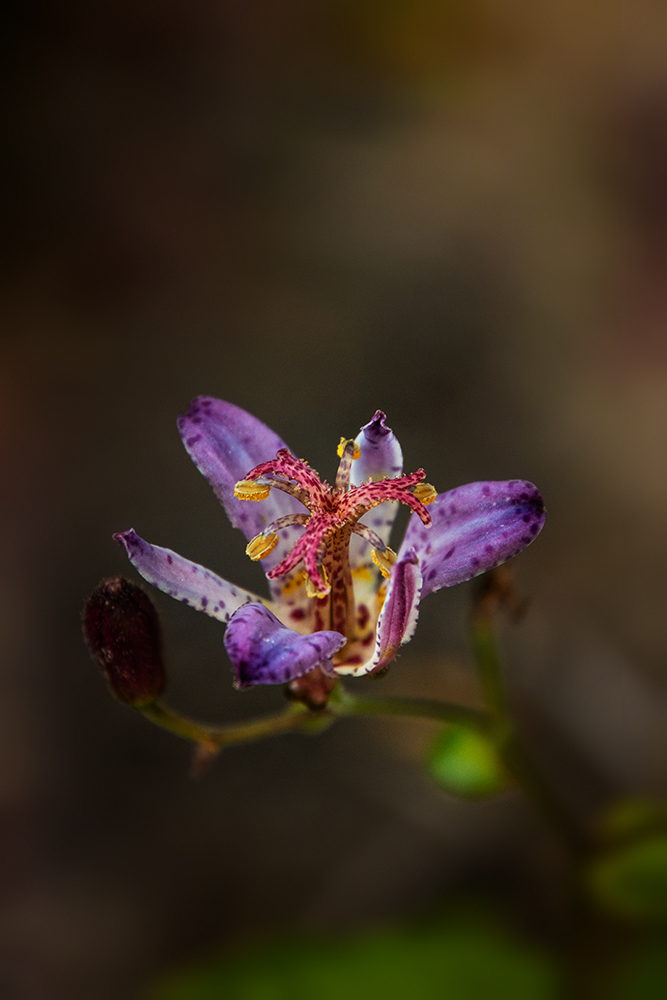 Tricyrtis formosana