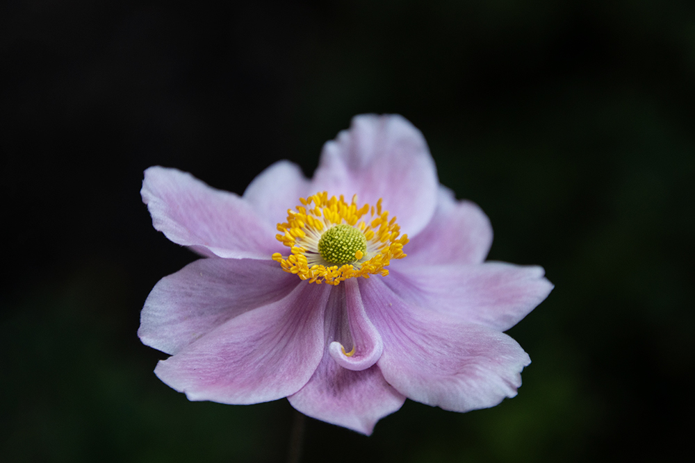 Japan(e)se anemone