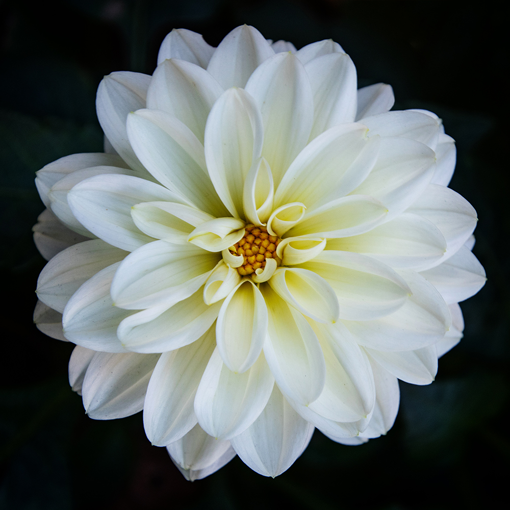 Dahlia