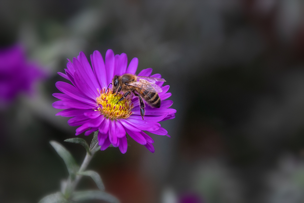 Aster met insect - Aster with insect