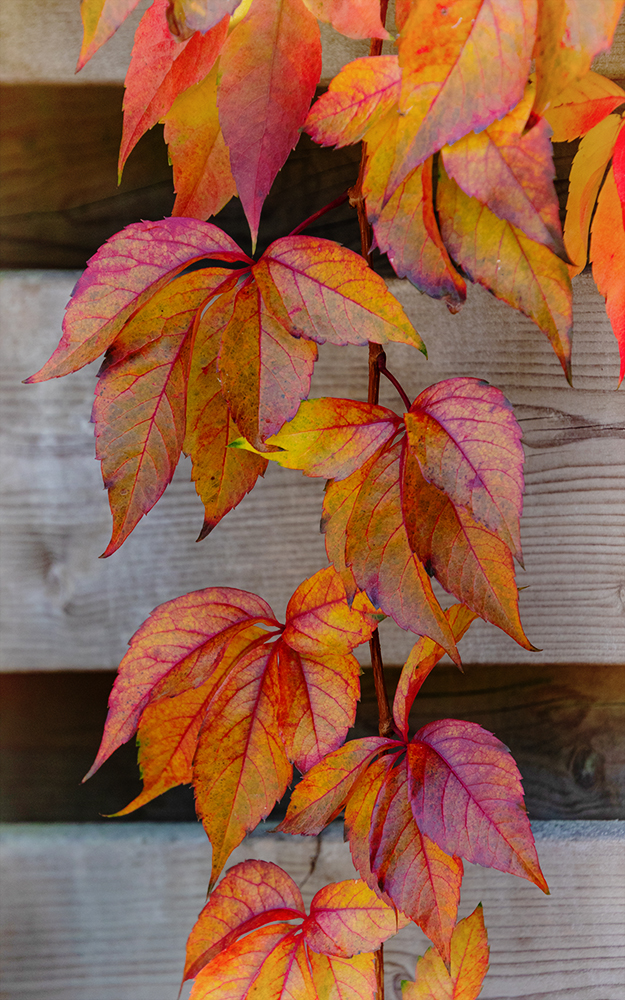 Herfstbladeren - Autumn leaves