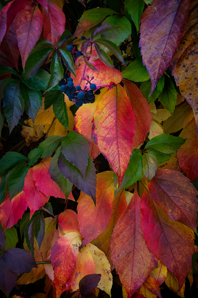 Herfstbladeren - Autumn leaves