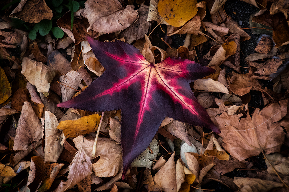 Herfstbladeren - Autumn leaves