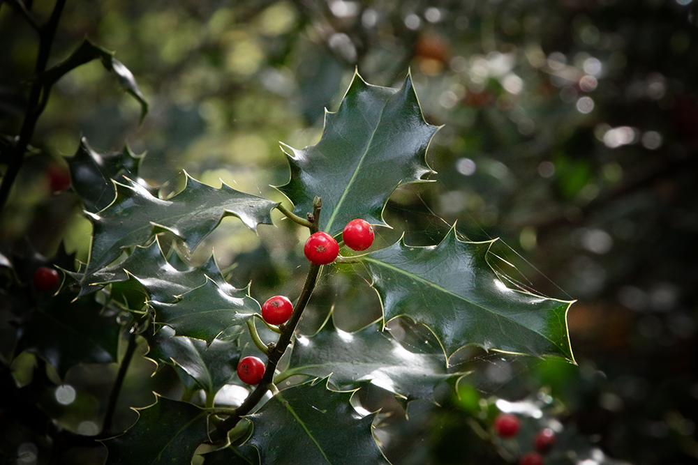 Hulst - Holly