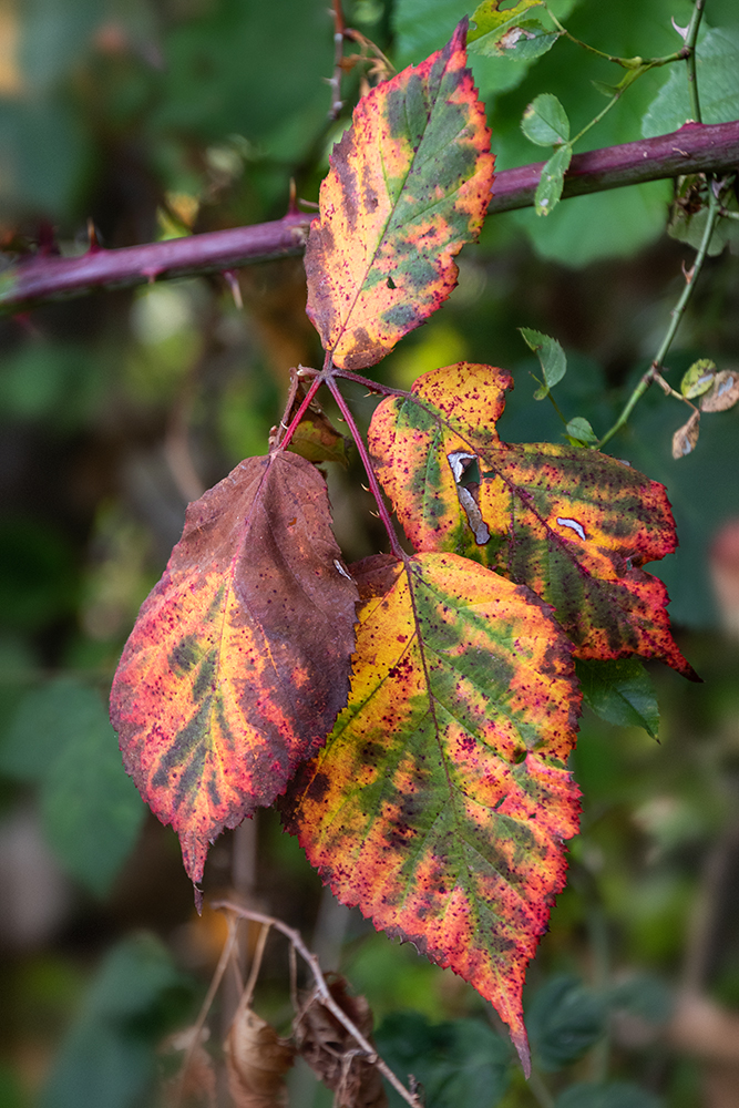 Autumn leaves