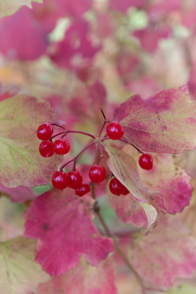 Viburnum opulus?