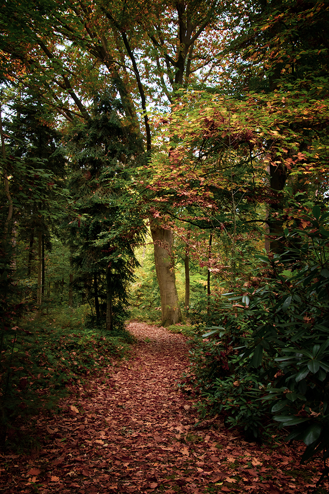 Bospad - Forest path