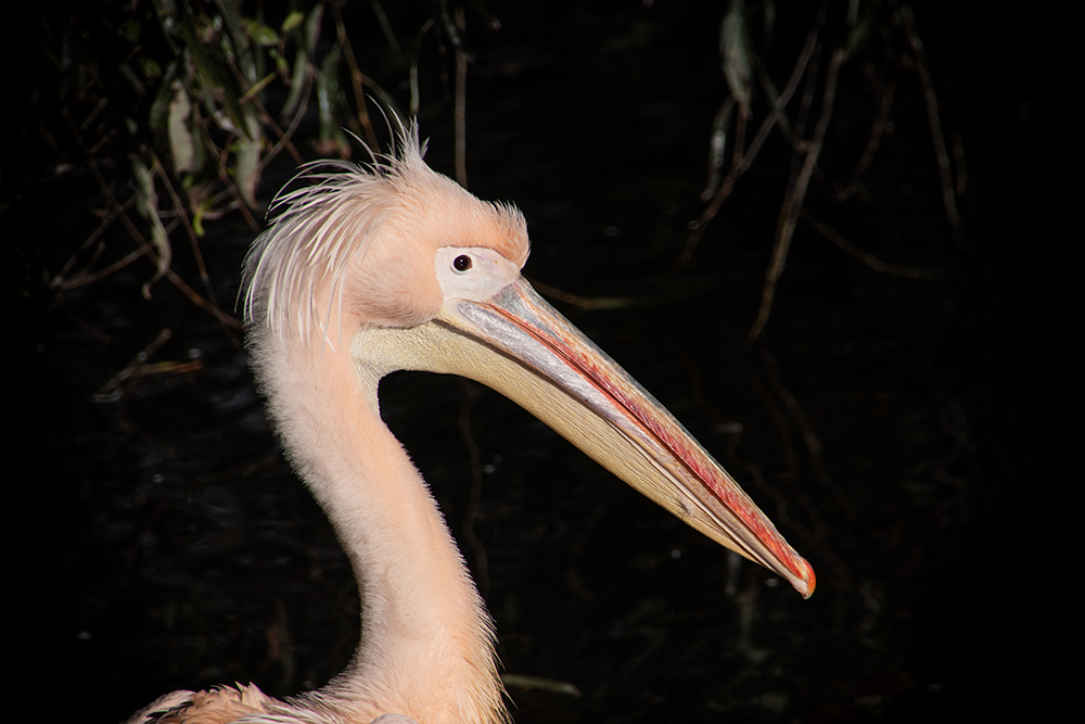 Roze peilikaan - Great white pelican
