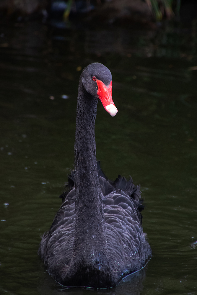 Zwarte zwaan - Black swan