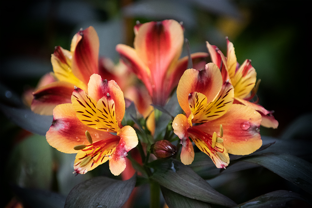 Alstroemeria