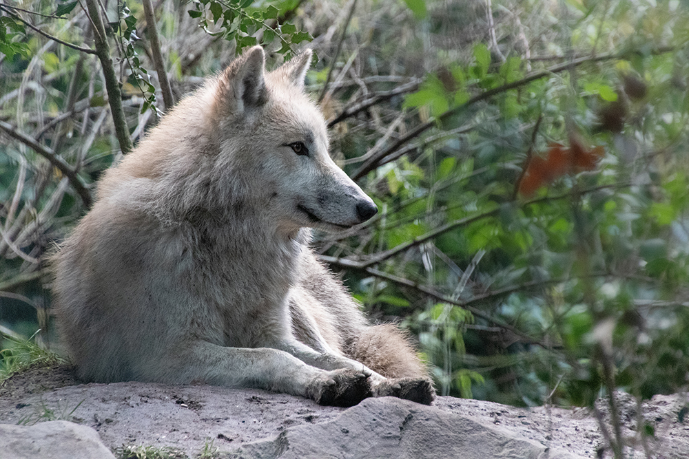 Hudson Bay wolf